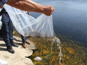 Konya’da 21 göl ve gölete 1 milyon 8 bin yavru sazan balığı bırakıldı