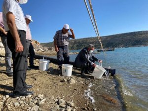 Karaman’da Fisandun göletine 250 bin yavru sazan bırakıldı