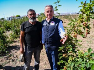 Kayseri’ye alternatif ürün; "Ahududu ve Böğürtlen Yetiştiriciliği"