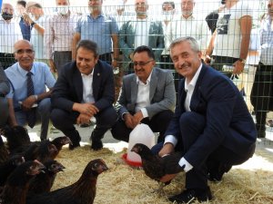 Şahinbey’de 60 bin canlı tavuk dağıtıldı