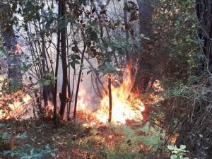 STK’lardan ortak yangın açıklaması: “İmkanlarımız ölçüsünde devletimizin ve milletimizin yanındayız”