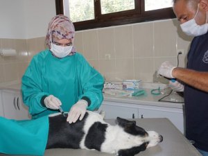 Beypazarı Belediyesi Veterinerlik Birimi ekiplerince sokak hayvanlarının kısırlaştırma işlemleri yapılıyor