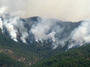 Orman yangını bölgedeki yılkı atlarını da tehdit ediyor