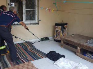 Eve giren yılanı itfaiye çıkardı