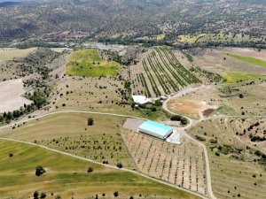 İstanbul’u terk eden işadamı, köyüne dönerek bin 300 dönümlük araziye 28 bin ceviz ağacı dikti