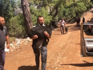 Sütçüler’deki yangında alevler arasından kurtarılan 3 keçi tedavi edildi