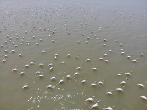 Van Gölü Havzası’nın narin kuşları flamingolar görsel şölen sunuyor
