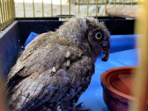 Elle besliyorlardı, avlanır hale geldi