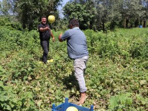 Baldan tatlı "Süreyya" kavunu  sofraların vazgeçilmezi