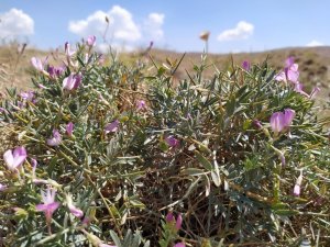 Toprağın son bekçileri: Gevenler