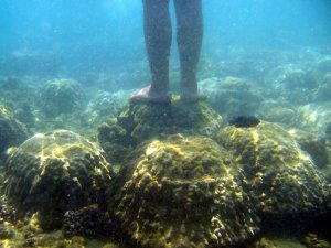 Tayland’dan mercanlara zarar veren kimyasal içerikli güneş kremlerine yasak