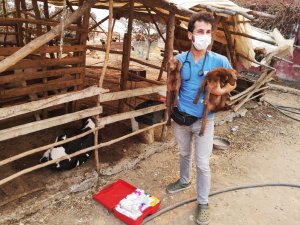 Ümraniye Belediyesi Veteriner Ekipleri Antalya’da çalışmalara başladı