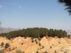 Bingöl’de ormanlık alanlara girişler yasaklandı