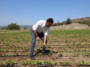Tarım ve Orman Müdürü Yoldaş, işçilerle çapa yaptı