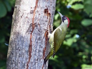 Hersek Lagününde yeşil ağaçkakan ile kuş tür sayısı 236’ya yükseldi