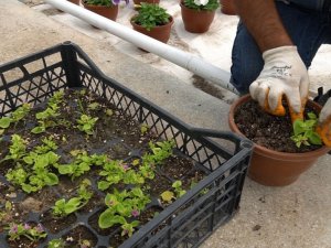 Bitkiler özel bölümlerde yetiştiriliyor