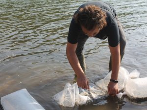 Manyas ve Kepsut göl barajına yavru sazan salındı