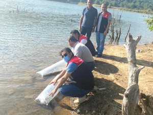 Erdek’te Yapıcı göletine sazan balığı salındı