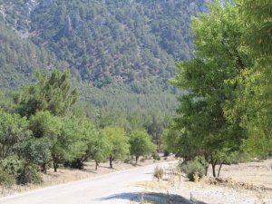 Badem ağaçlarının koruduğu ormanda 30 yıldır yangın çıkmadı