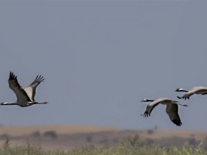 Türkülere konu olan telli turnalar 17 yıl sonra ilk kez Türkiye’de yuva kurdu