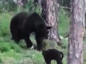 Rusya’da cesur kedi, sahiplerine doğru ilerleyen ayıya geçit vermedi