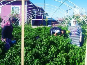 Okul bahçesinde yetiştirilen ürünlerin hasadı başladı