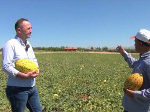 Tavas kavununda hasat zamanı geldi