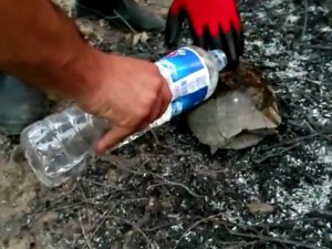 Küllerin arasında kalan kaplumbağaya can oldular