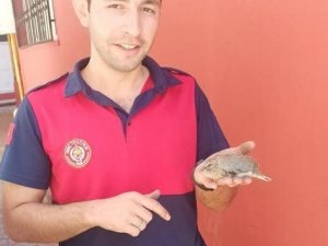 Yavru yusufçuk kuşunun imdadına itfaiye yetişti