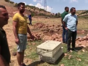 Gercüş’te yüzlerce sülün doğaya bırakıldı