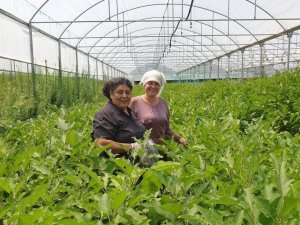 Organik tarımın önemi her geçen gün artıyor