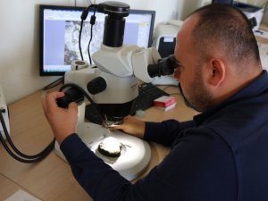 Bugüne kadar hiç rastlanmayan 3 yeni tür bulundu