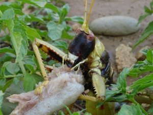 Gercüş’te et yiyen dev çekirge görenleri hayretler içinde bıraktı