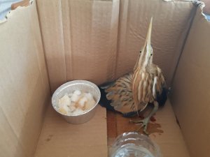 Yol kenarında kanlar içerisinde İran balıkçıl kuşu bulundu