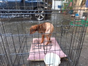 Araba çarpması sonucu vücudunda kırıklar olan tilki tedavi altında