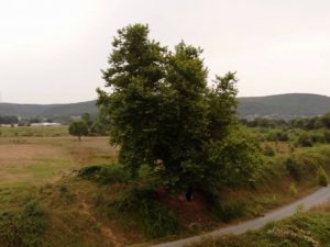 İki imparatorluk görmüş 641 yaşındaki çınar ağacı asırlara meydan okuyor