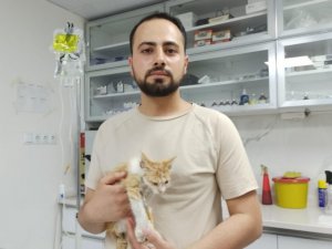 Muğla’daki yangınlarda yaralanan kedi Eskişehir’de tedavi altında