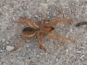 Dev örümcek paniğe neden oldu