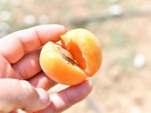 Mamak’taki ekolojik köyde ilk hasat Başkan Köse’den