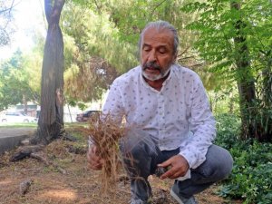 Yangın Ekolojisi Uzmanı açıkladı: “Manavgat yangının uzun ve şiddetli olmasındaki sebep; ince yanıcılar”
