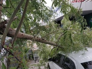 Samsun’da fırtına ağaçları yola devirdi