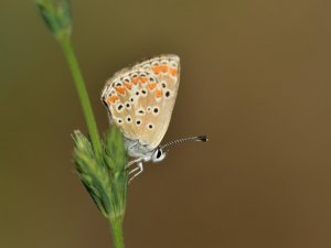 Türkiye’deki kelebek türlerinin yarıdan fazlası Van Gölü havzasında yaşıyor