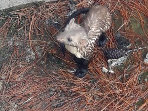 Sulama havuzunda mahsur kalan sansar, plastik boru ile kurtarıldı