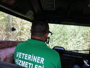 Amfibi araç ile 3 günlük ilaçlama yarım günde yapılıyor