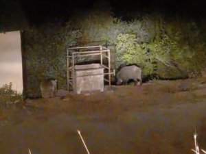 Ayı ve domuzlar bu mezbahaneyi mesken tuttu