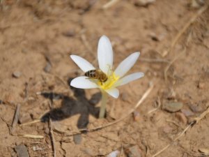 Mevsimin son çiçekleri yeşerdi