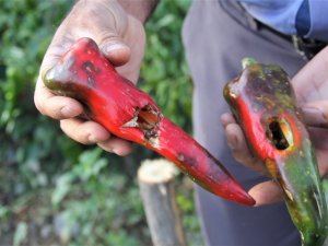 Erzincan’da dolu yağışı sebze ve meyveyi vurdu