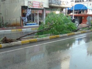 Fırtına sebebiyle devrilen ağaca vatandaş müdahalesi