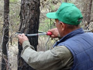 Orman mühendisleri Kozan’da damgalama çalışmalarına başladı