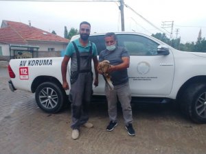 Uçma güçlüğü çeken şahin tedavi altına alındı